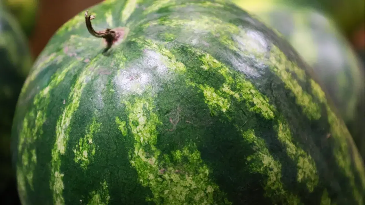 Nahaufnahme einer gr&uuml;nen Wassermelone mit Streifen. Die Frage 