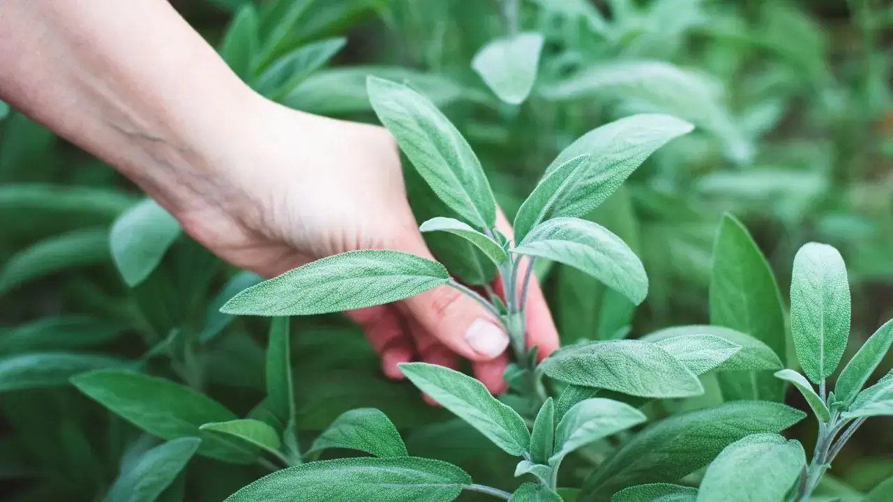 Hand gently plucks a sprig from a lush sage plant, ready to salbei vermehren.