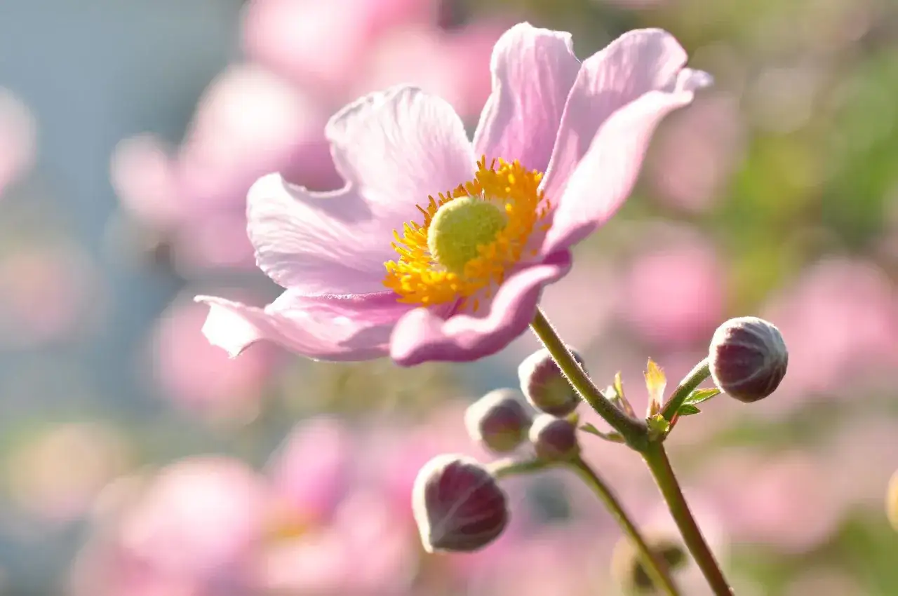 Eine zarte, rosafarbene Herbst-Anemone bl&uuml;ht im sanften Licht, umgeben von weiteren Bl&uuml;ten und Knospen.
