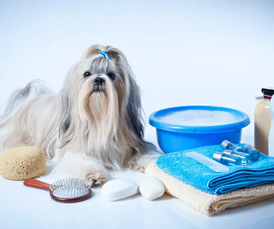 Shih tzu pielęgnacja sierści narzędzia