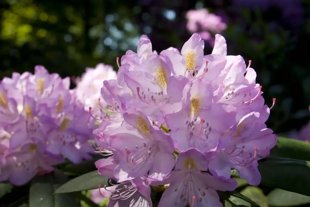 Piękny rododendron kiedy kwitnie, w odcieniach różu i fioletu, z żółtymi plamkami na płatkach.