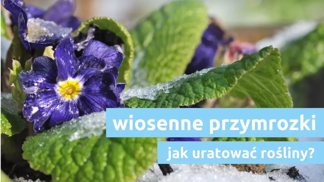 Fioletowe kwiaty i zielone liście pokryte szronem. Wiosenne przymrozki mogą zaskoczyć, ale rośliny da się uratować.