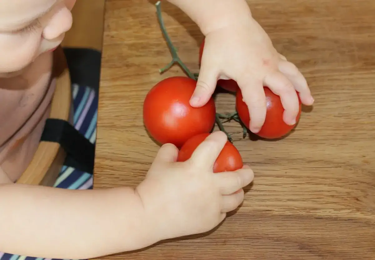 Kleine Hände erkunden reife Tomaten. Ab wann darf ein Baby Tomate essen?