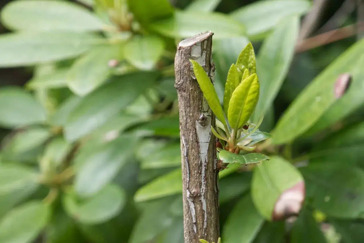 Ny tillv&auml;xt spirar fr&aring;n en klippt rhododendronstam.