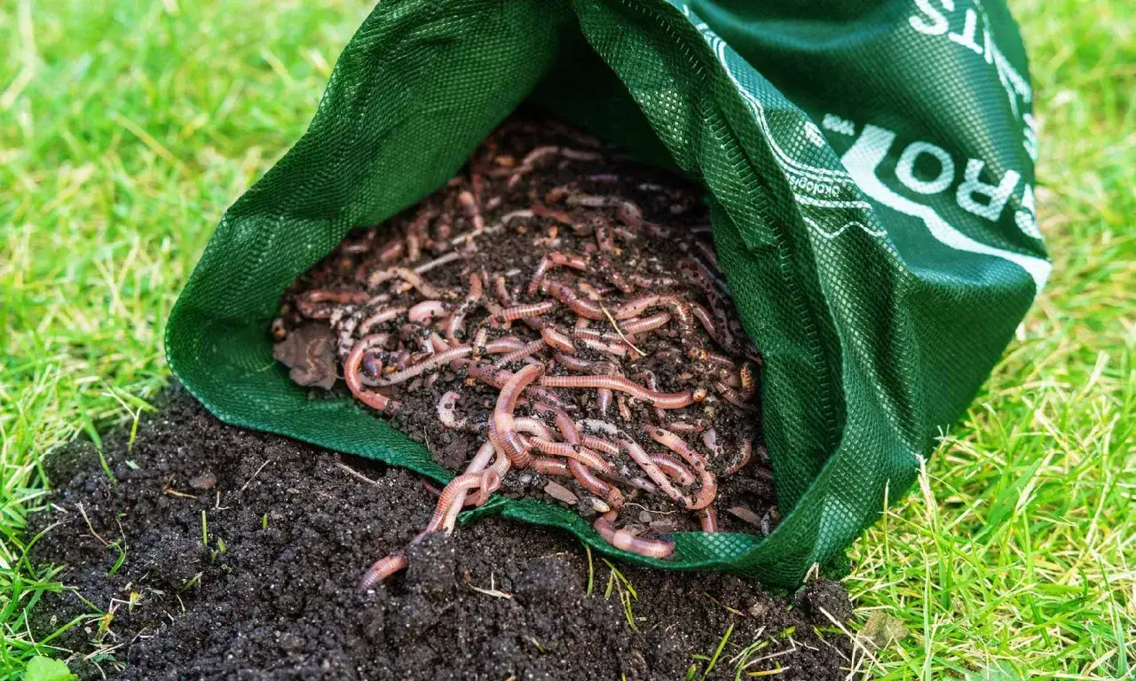 Zdjęcie Gdzie kupić robaki na ryby: najlepsze sklepy i sprawdzone miejsca sprzedaży