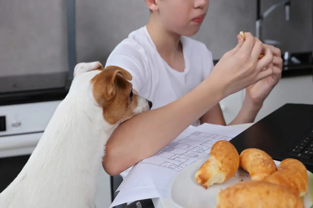 Chłopiec je bułkę, a piesek patrzy z nadzieją. Czy pies może jeść chleb? Piesek czeka na kawałek.