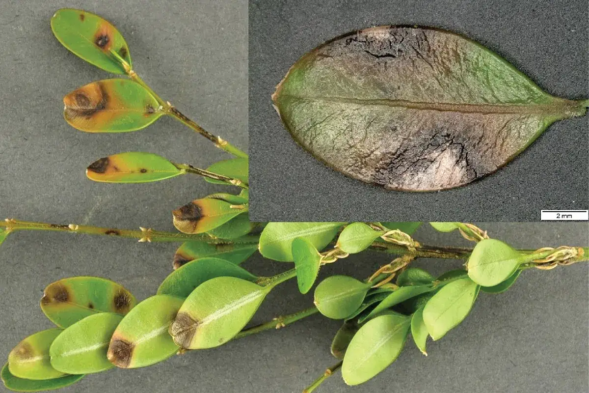 Foglie di bosso con macchie necrotiche marroni, sintomo di malattie del bosso. Ingrandimento di una foglia colpita.