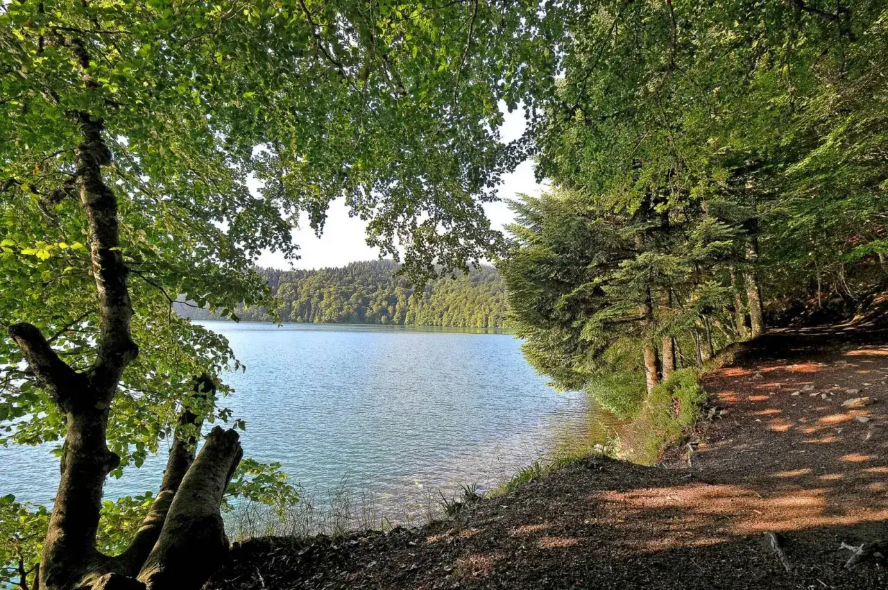 Sentier ombragé longeant le lac Pavin, idéal pour une randonnée paisible au cœur de la nature.