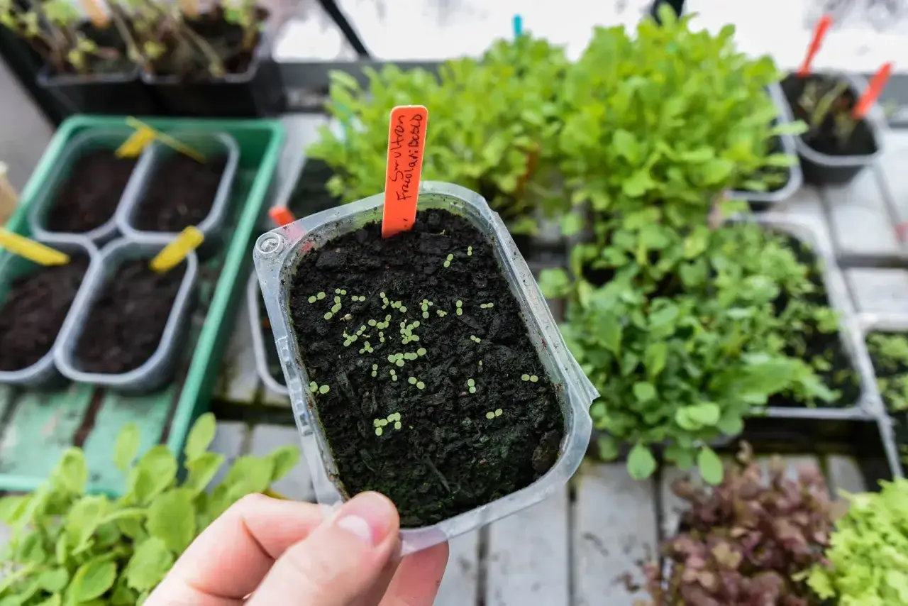 Sm&aring; plantor av smultron spirar i en plastbeh&aring;llare. En orange etikett med texten 