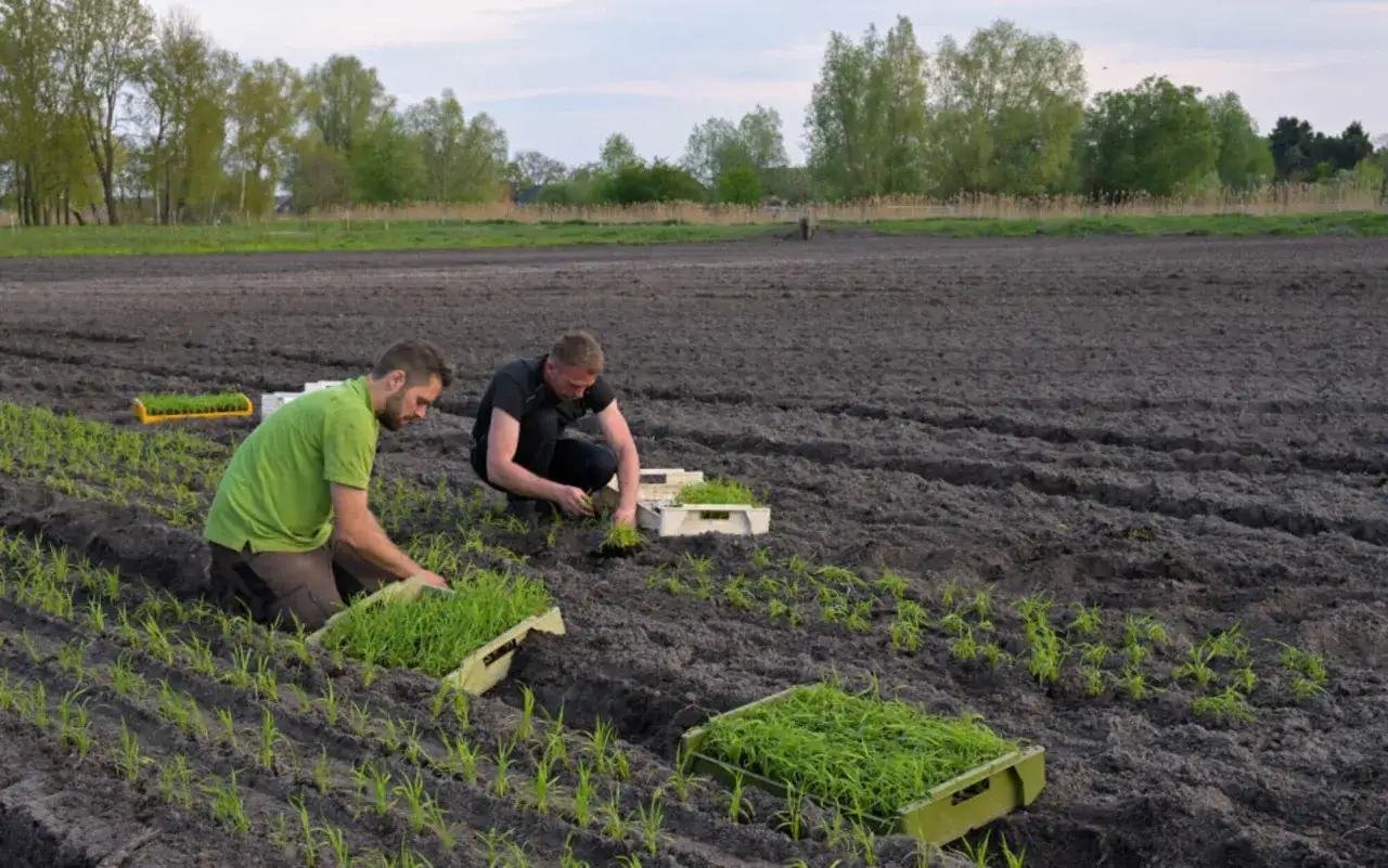 Zwei Männer pflanzen Setzlinge auf einem Feld. Der **Reisanbau in Deutschland** wird hier experimentell erprobt.