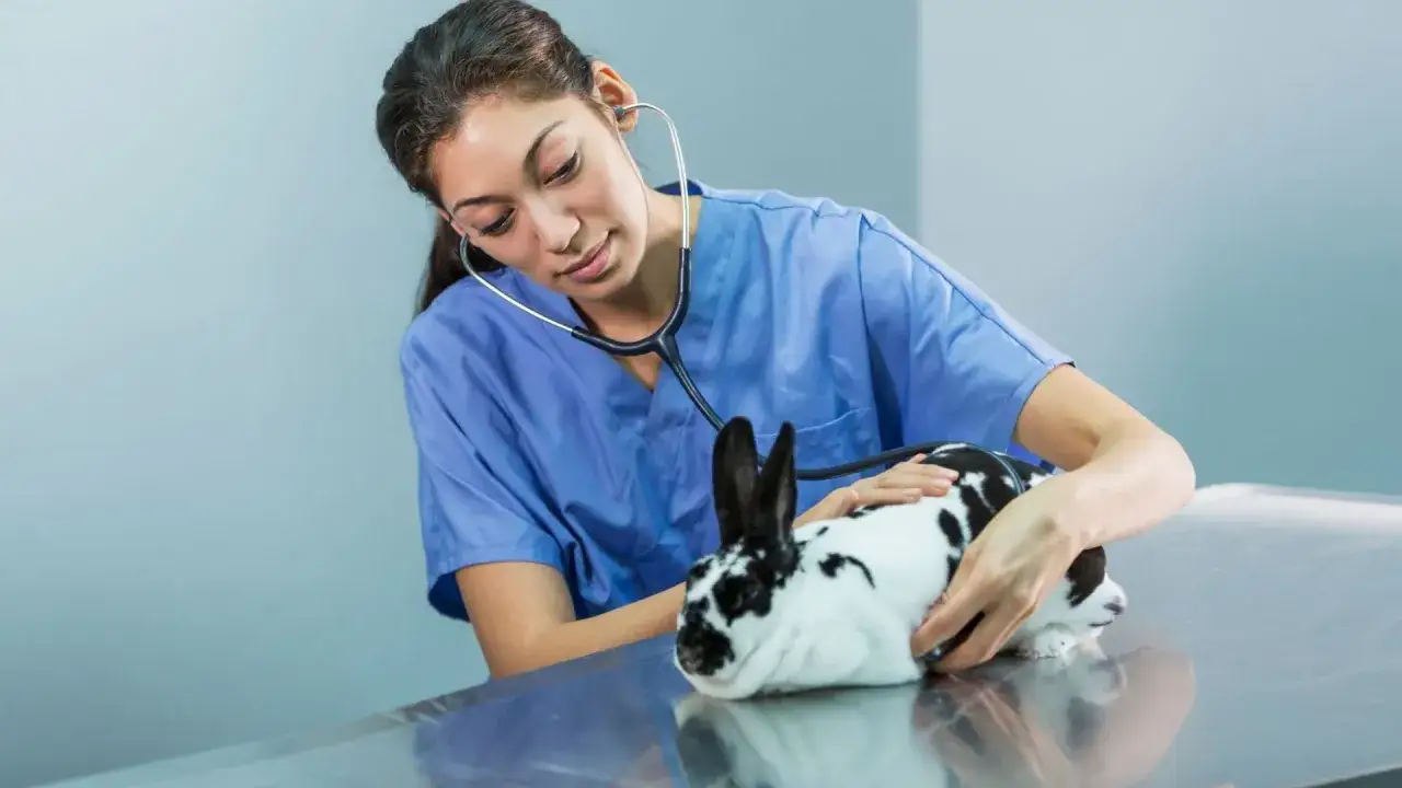 V&eacute;t&eacute;rinaire examinant un lapin nain tachet&eacute;, pr&eacute;parant sa castration.