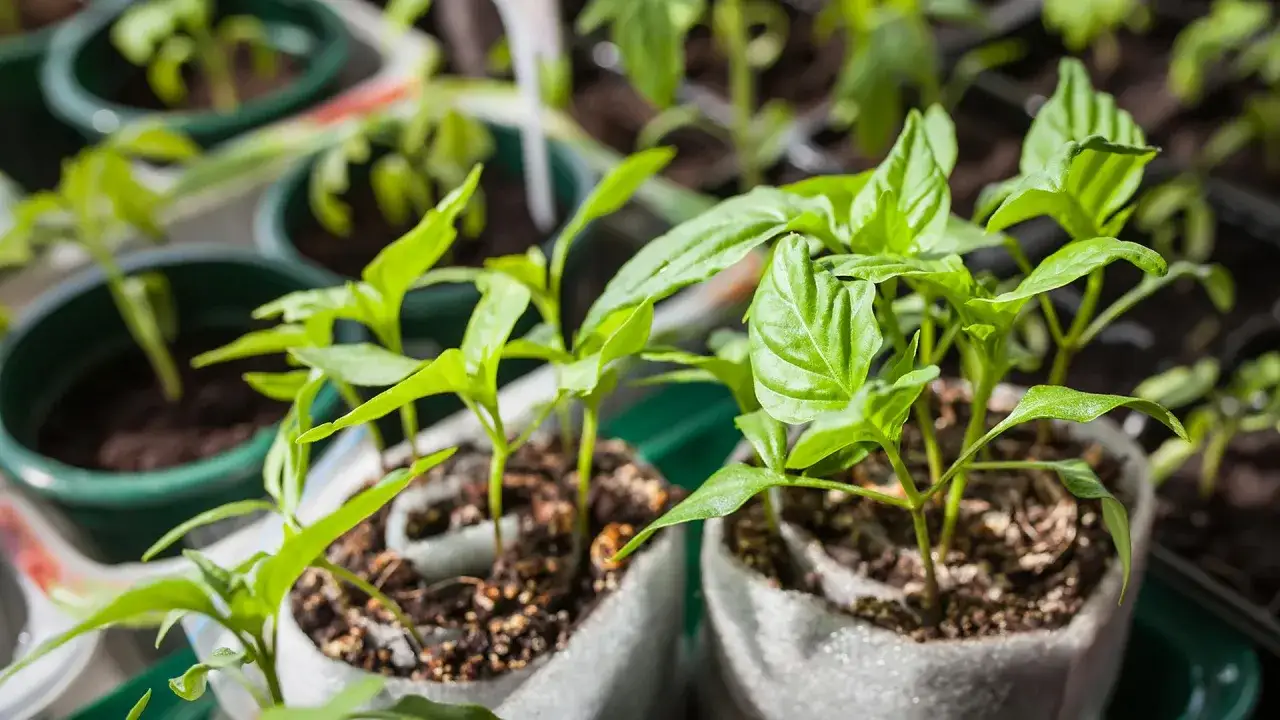 Junge Paprika Pflanzen wachsen in kleinen Töpfen. Die grünen Blätter sind frisch und voller Leben.