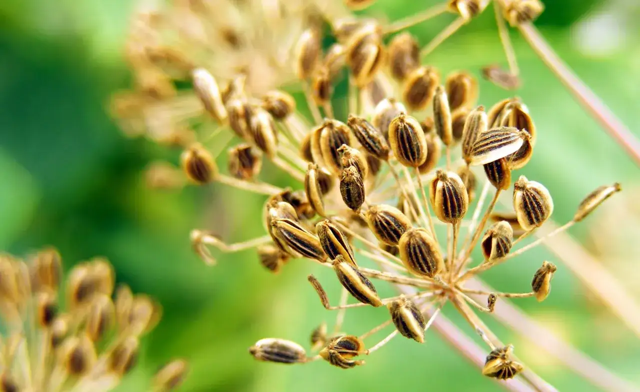 Reife Dill-Samenst&auml;nde, bereit zum dill ernten. Die braunen Samen sind gestreift und h&auml;ngen an d&uuml;nnen Stielen vor unscharfem gr&uuml;nen Hintergrund.