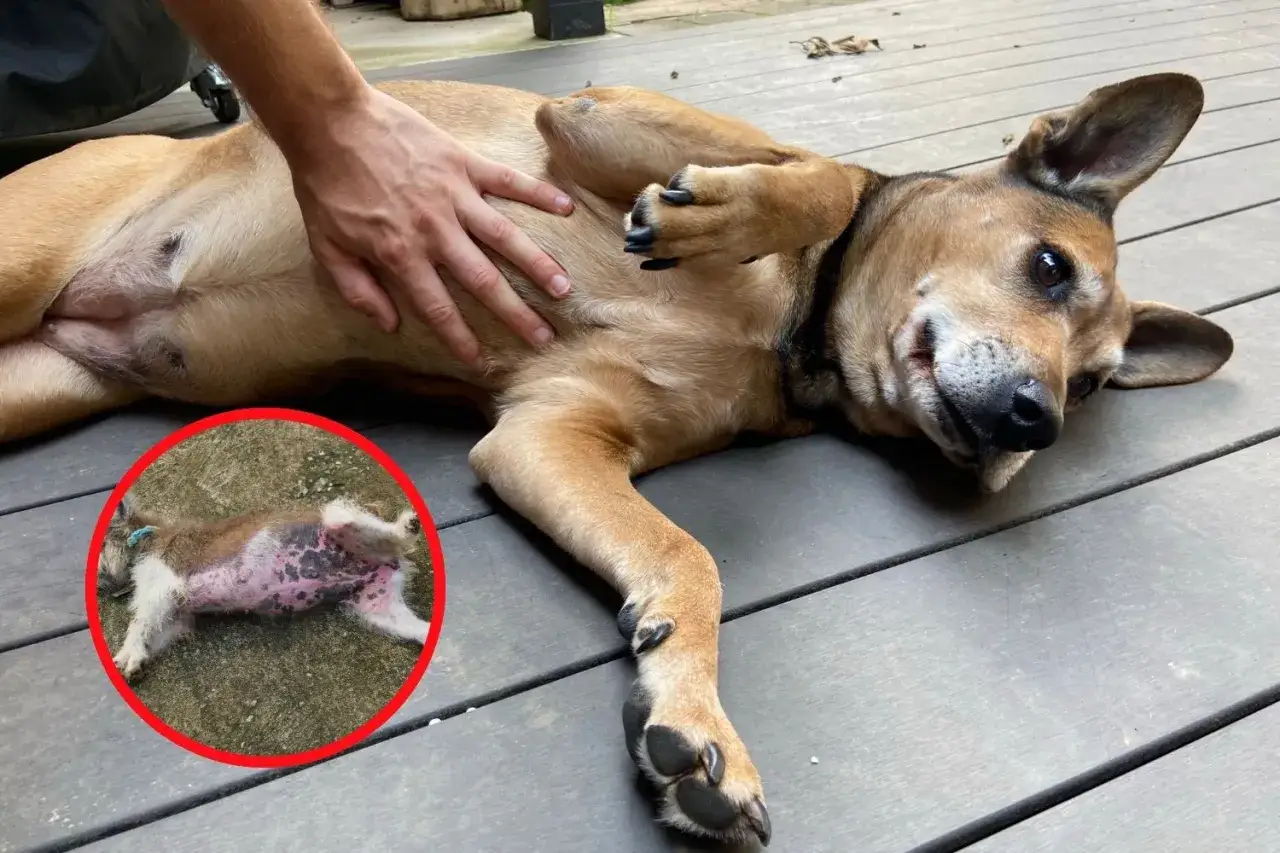 Un cane sdraiato si fa accarezzare la pancia. Un cerchio rosso mostra un cucciolo con problemi alla pelle, ma il cane adulto non fa la cacca quando preoccuparsi.