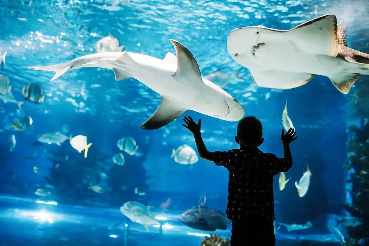 Chłopiec z zachwytem patrzy na rekiny w oceanarium w Walencji.