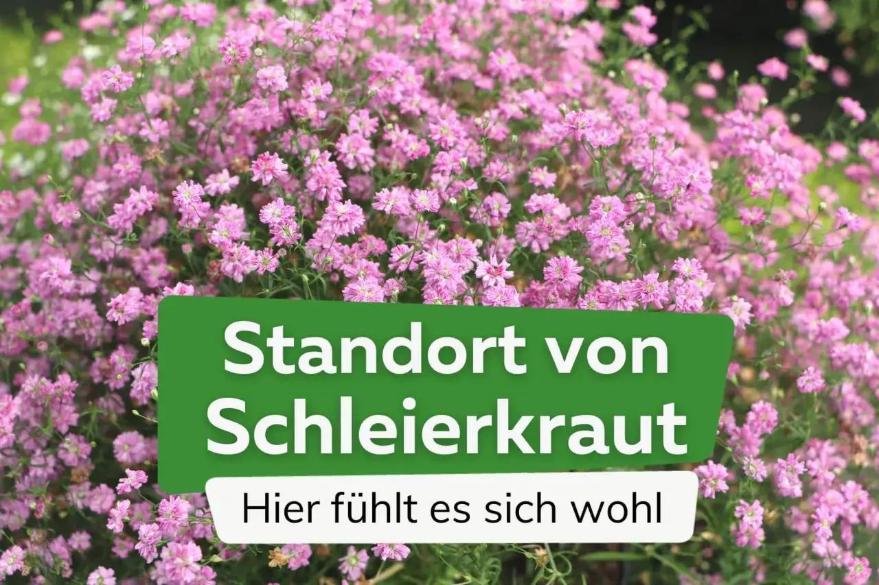 Ein Meer aus zarten rosa Blüten, das ist **schleierkraut winterhart**. Hier fühlt es sich wohl, ein robuster Blüher für den Garten.