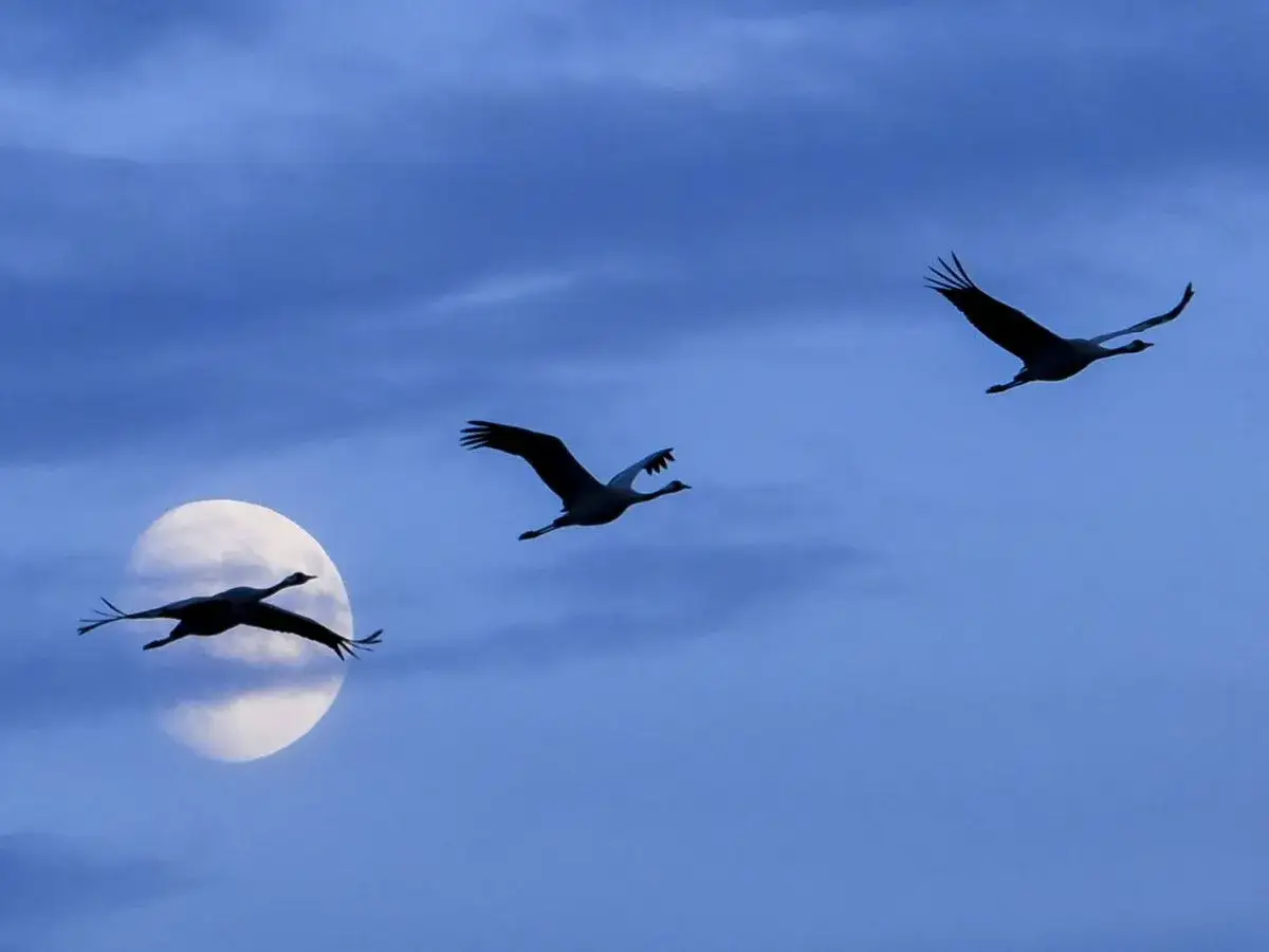 Tres grullas vuelan bajo la luna llena, un espect&aacute;culo de aves migratorias en Espa&ntilde;a.