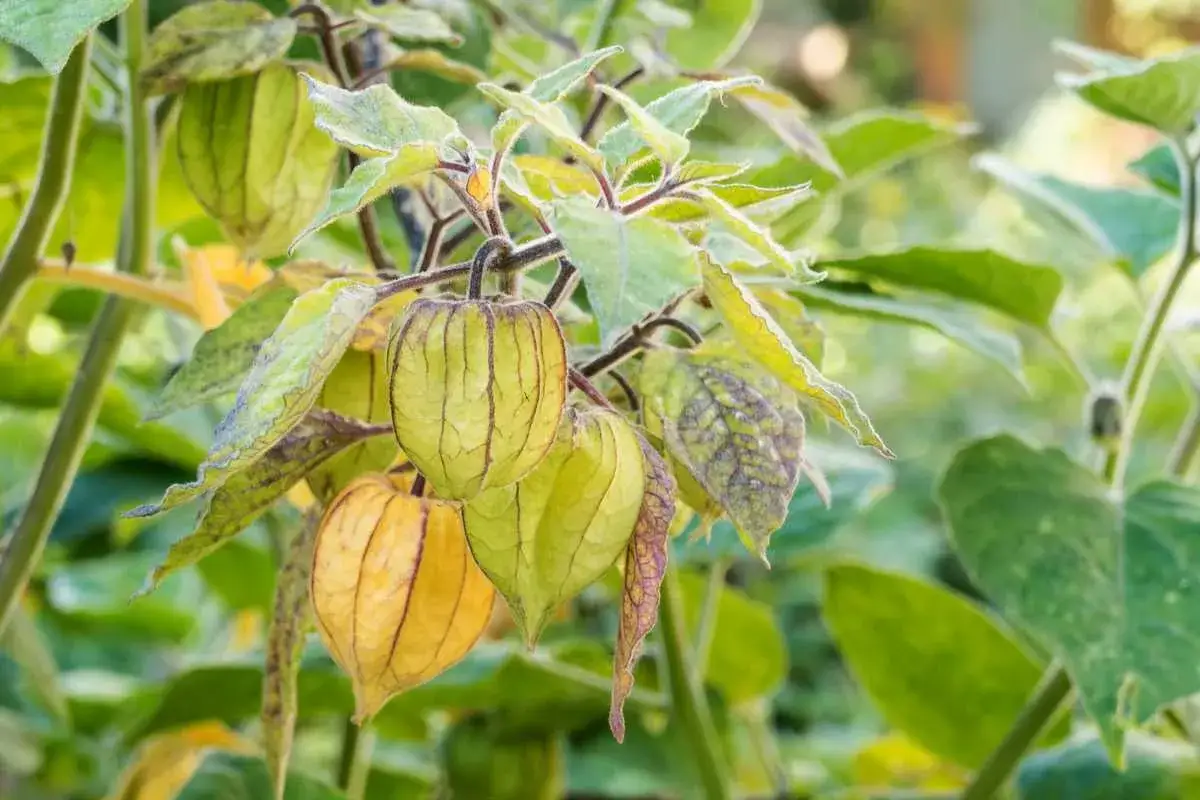 Des coquerets du Pérou mûrissent sur leur branche, leurs lanternes vertes et jaunes promettent une saveur acidulée.