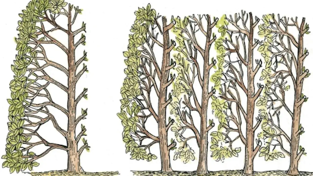 Illustration zeigt, wie man eine junge Hecke schneiden kann, um sie dicht und buschig zu halten.