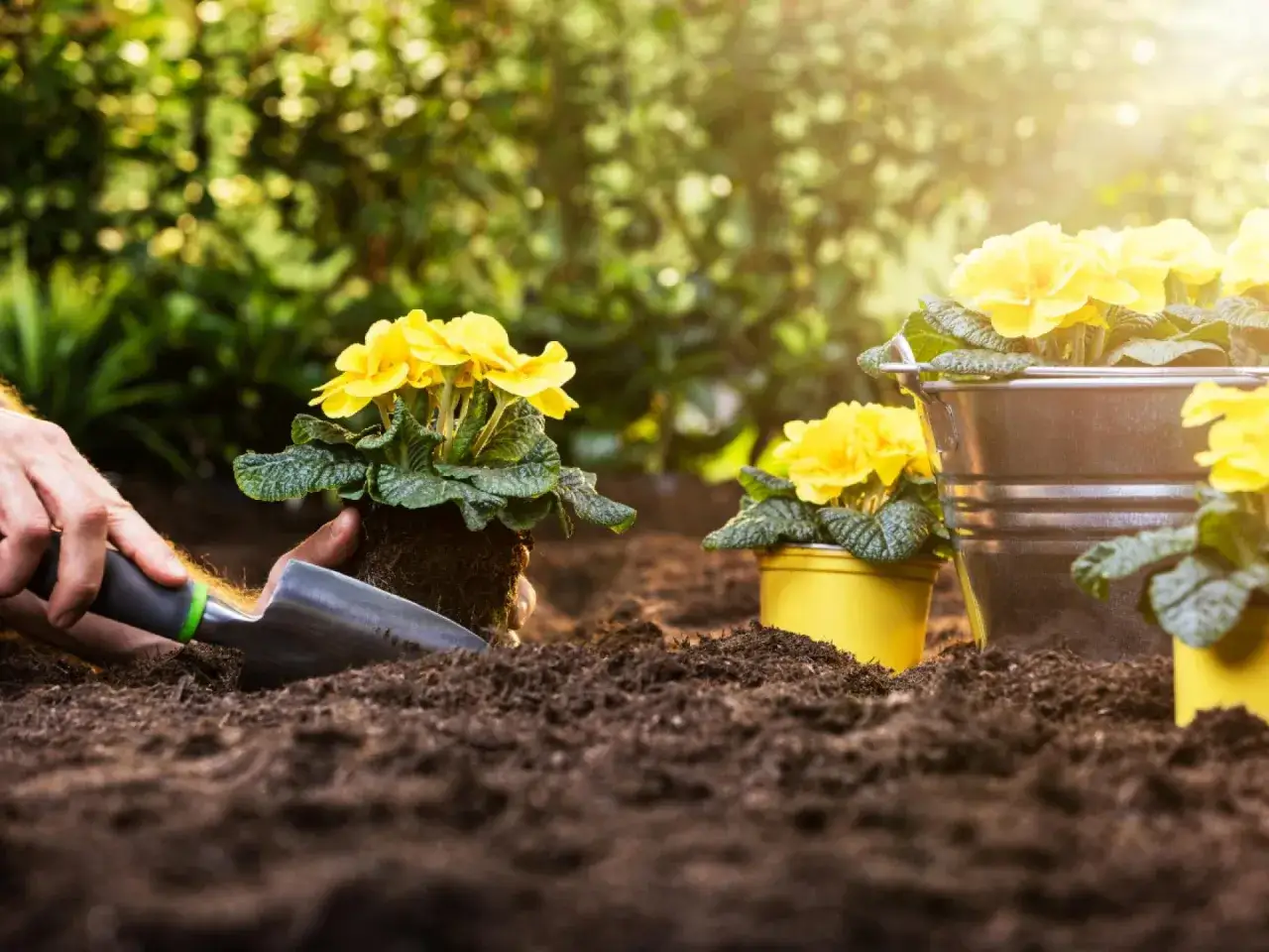 Gartenarbeit im Sonnenschein: Gelbe Primeln werden in die Erde gepflanzt. Eine einfache Methode, um mit Pappe gegen Unkraut vorzugehen.