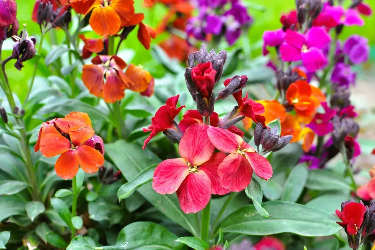 Girofl&eacute;e des murailles aux couleurs vives, du rouge au orange, en passant par le violet. Ses fleurs &eacute;gaient un mur de pierre.