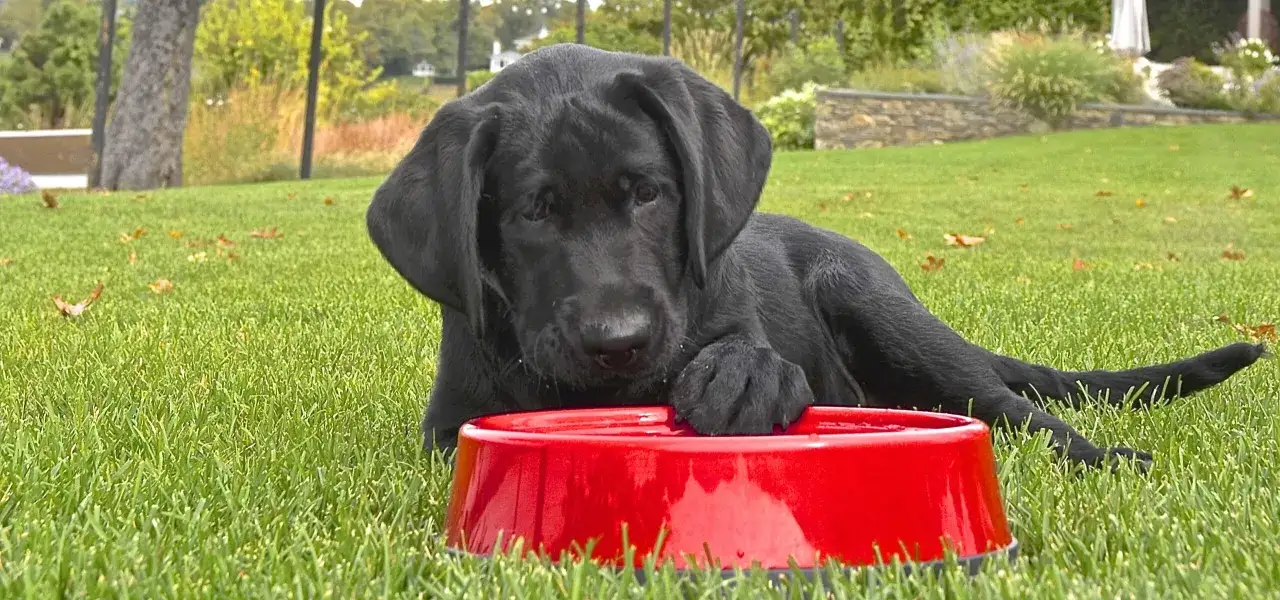 Cachorro negro con plato rojo, cuidando sus recursos.