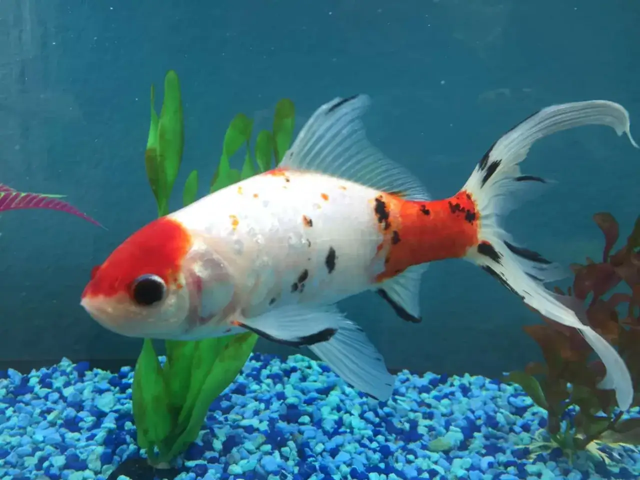 Un pez koi blanco, rojo y negro nada en un estanque con grava azul. Ideal para peces para estanque exterior.
