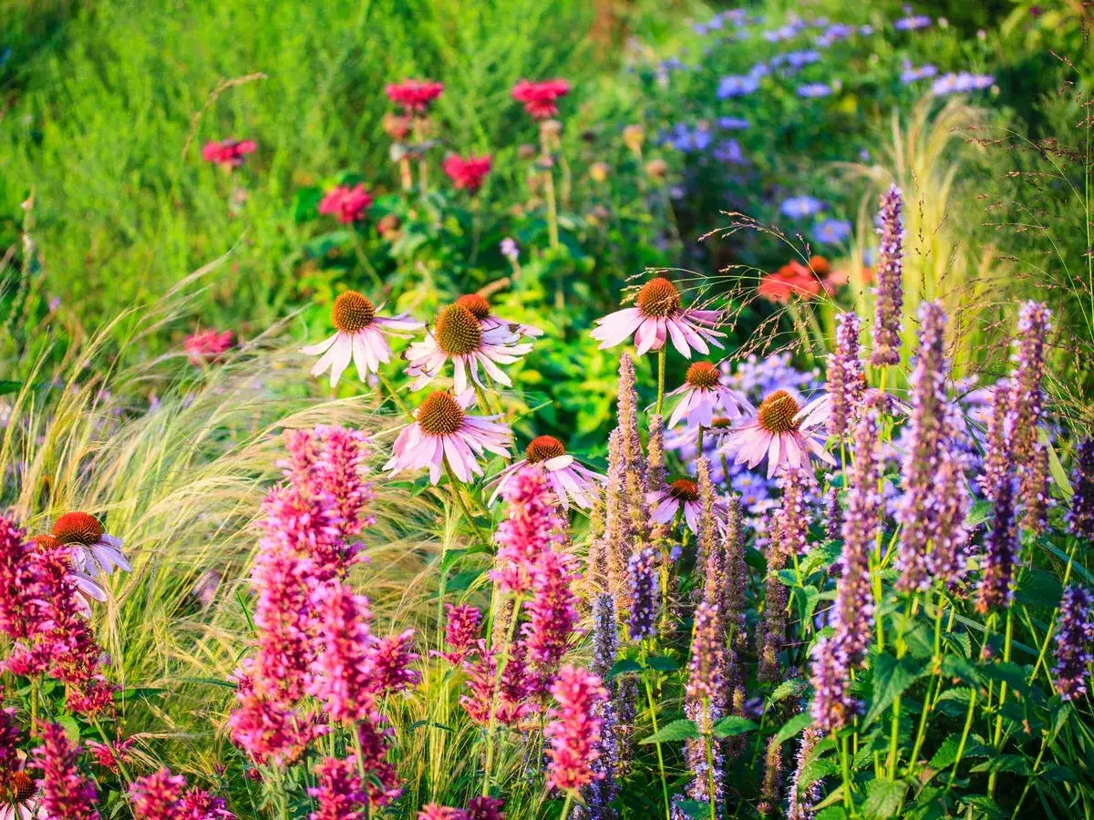 Ein üppiger sommerblumen garten blüht in Rosa, Lila und Grün. Sonnenlicht beleuchtet zarte Blüten und Gräser.