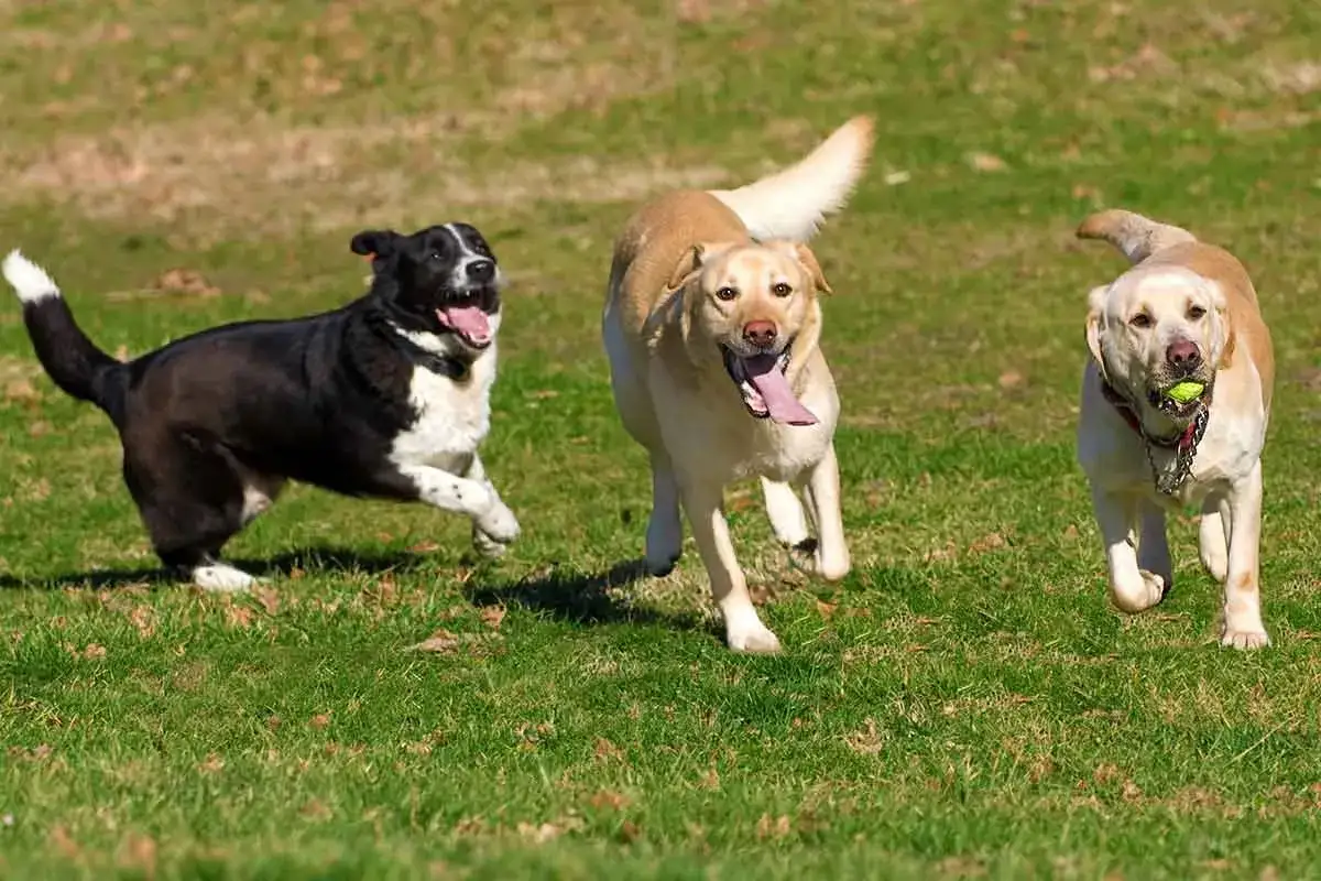 Tres perros corriendo en un prado verde. Uno lleva una pelota en la boca. ¡Una escena perfecta de cómo hacer que dos perros se lleven bien!