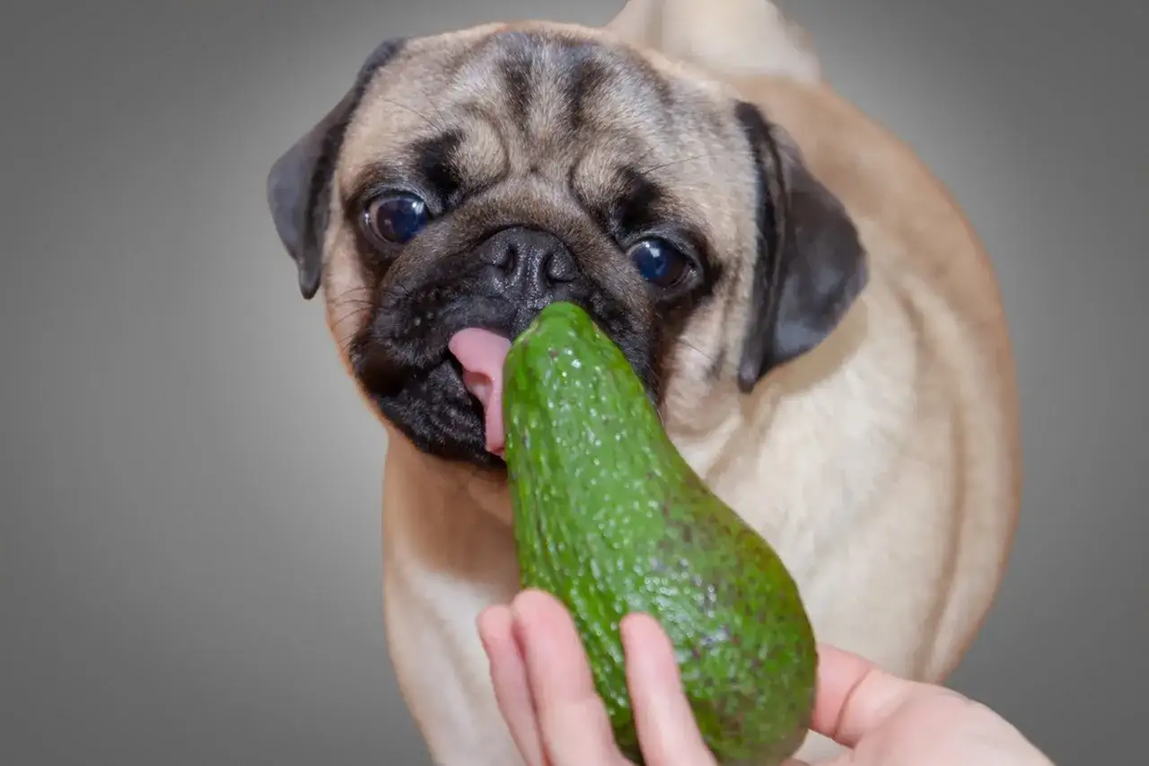 Un pug curioso prueba un aguacate. ¡Sí, los perros pueden comer aguacate!