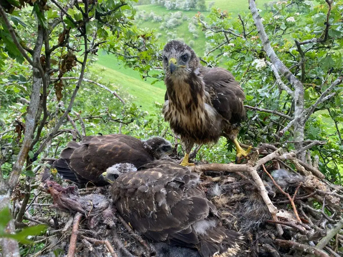 Ein neugieriger bussard jungvogel steht über seinen Geschwistern im Nest.