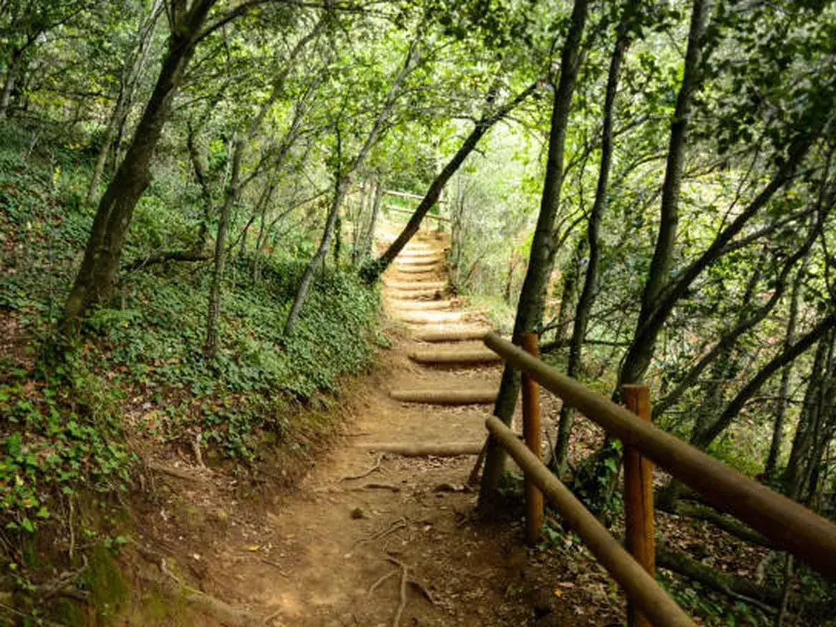 Sendero de madera y tierra asciende entre árboles frondosos, ideal para rutas senderismo Catalunya.