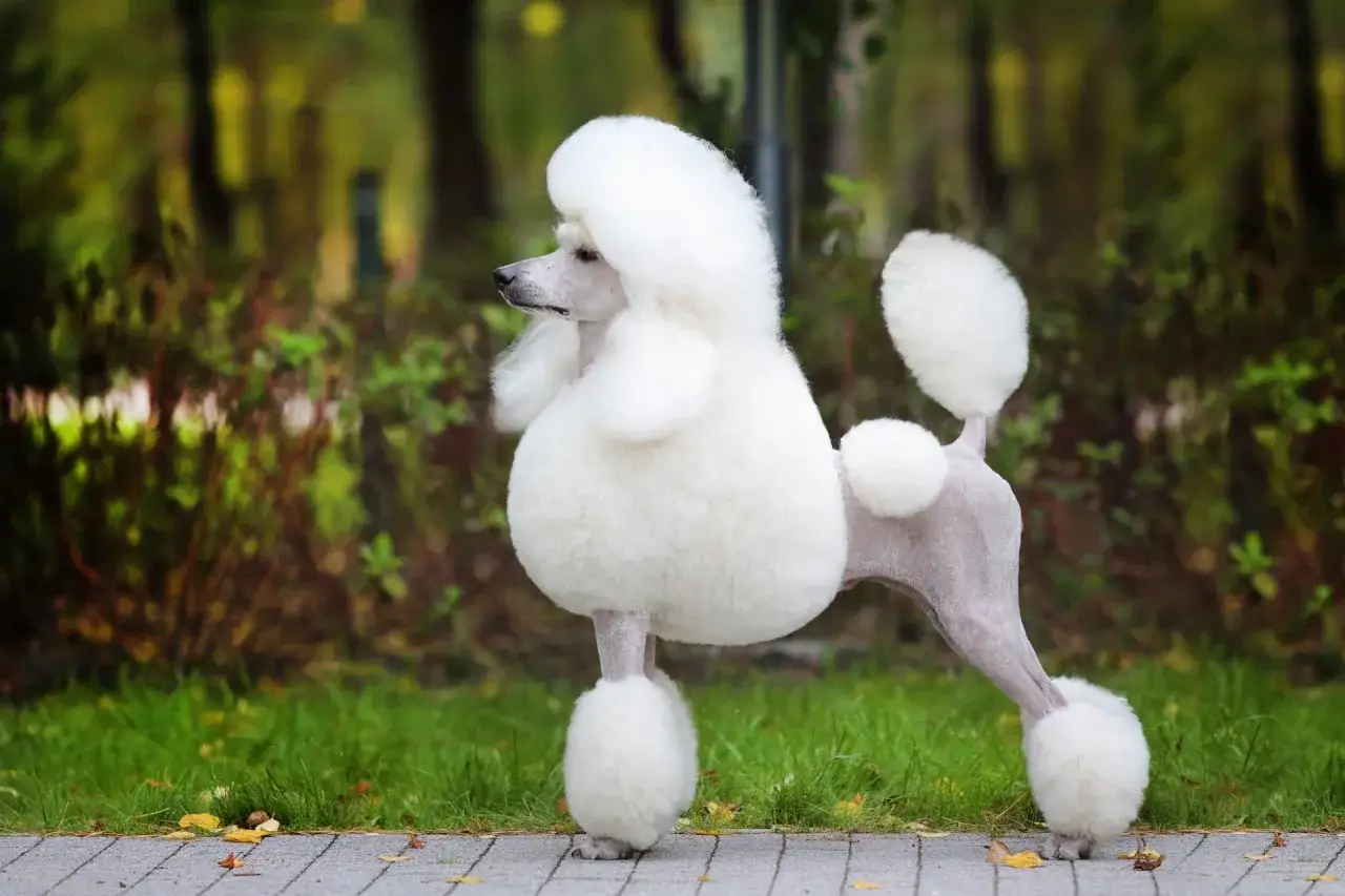 Un elegante caniche pelado, con su caracter&iacute;stico corte de pelo, posa en un parque oto&ntilde;al.