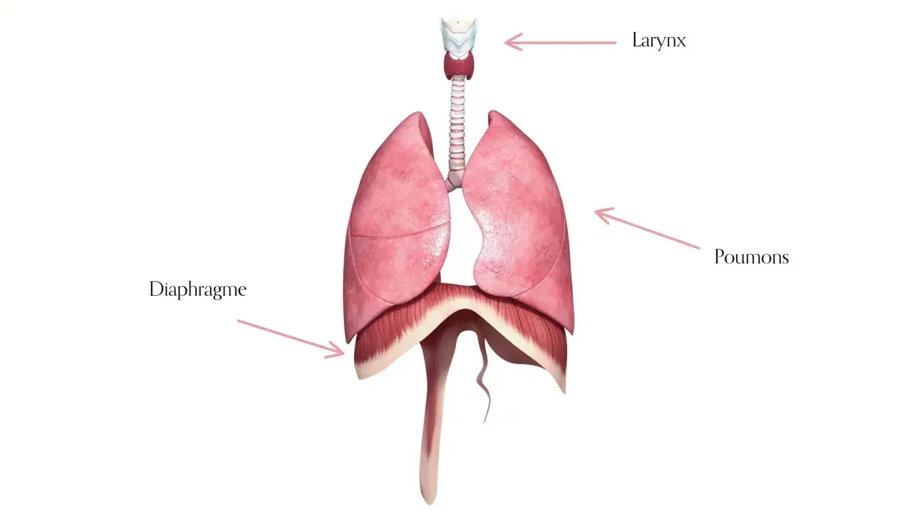 Le diaphragme, essentiel &agrave; la respiration, peut causer une douleur lancinante s'il est irrit&eacute;. Illustration des poumons et du larynx.