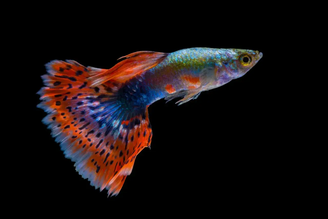 Un magnifique poisson guppy aux couleurs vives, un poisson d'eau dure, nage dans l'obscurité.