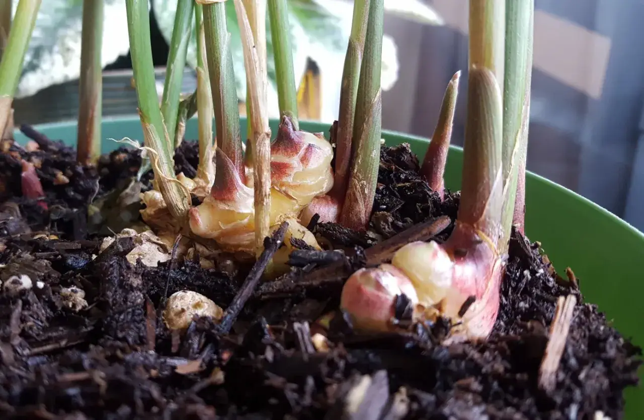 Frische Triebe und Rhizome zeigen das Wachstum beim Ingwer pflanzen. Die jungen, r&ouml;tlichen Knospen stecken aus der dunklen Erde.