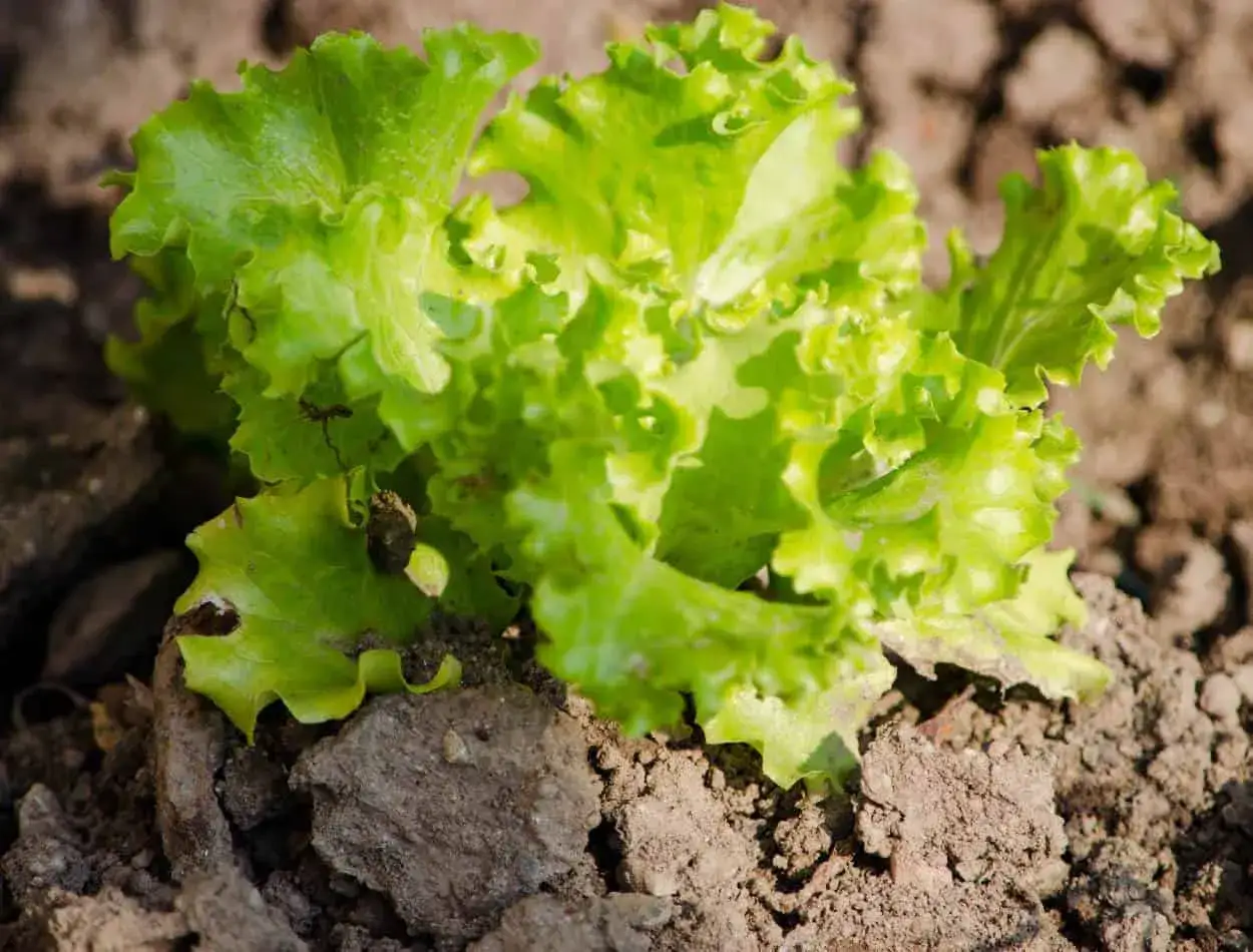 Una giovane lattuga verde, con piccole macchie scure sulle foglie, forse un segno di parassiti dei cavoli.