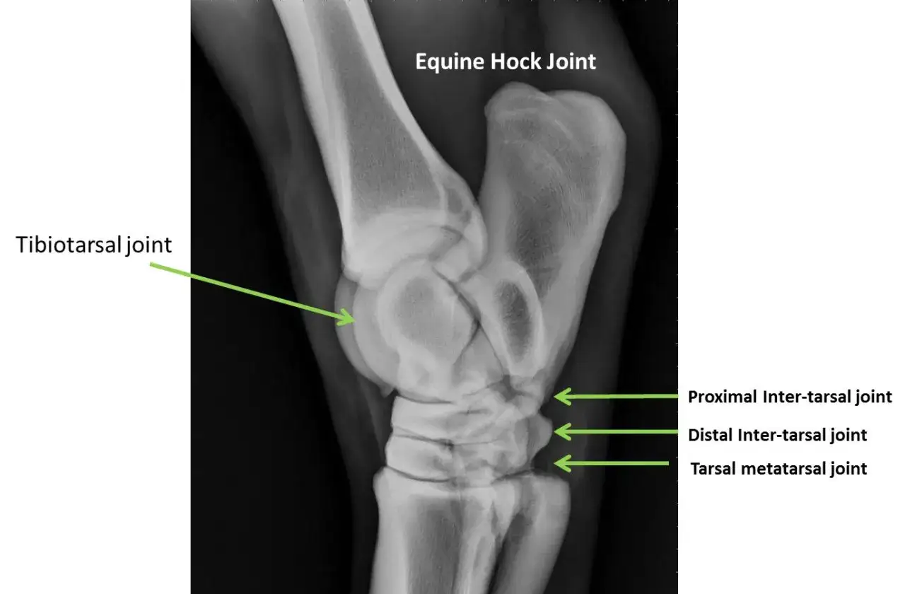 Radiographie du jarret de cheval, montrant les articulations tibiotarsienne et inter-tarsiennes. L'arthrose du jarret peut affecter ces zones.