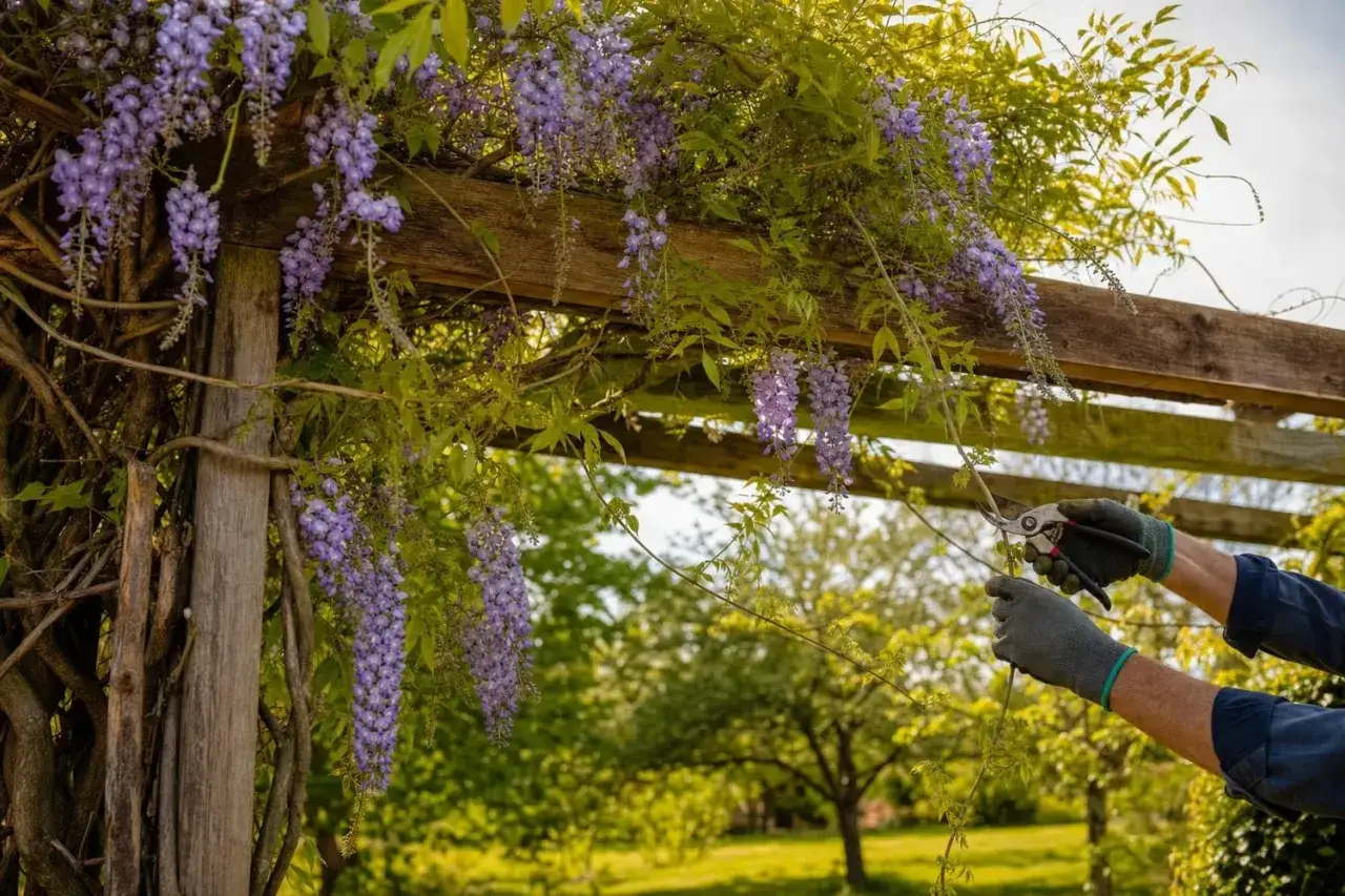 Des grappes de glycine arbre violettes tombent d'une pergola en bois. Des mains gantées taillent la plante.