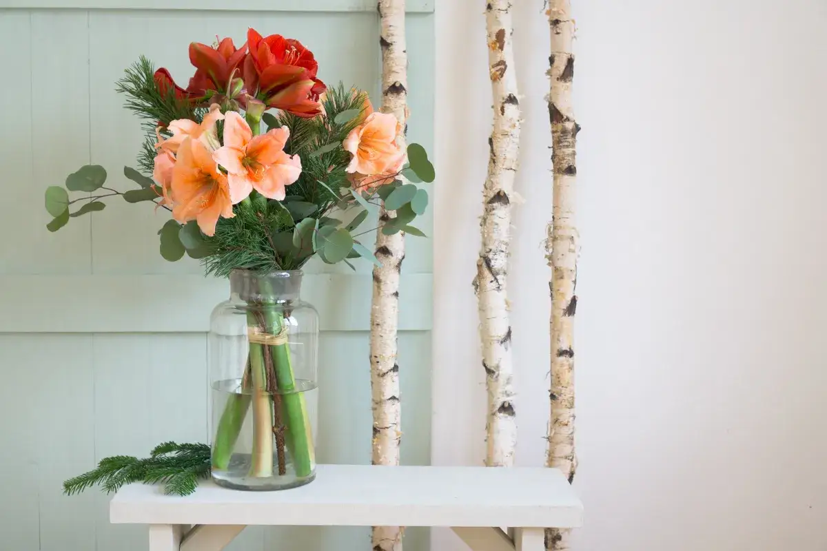 Ein Strauß Amaryllis in Rot und Orange, dekoriert mit Tannenzweigen und Eukalyptus, steht in einer Glasvase. Daneben stehen drei Birkenstämme.
