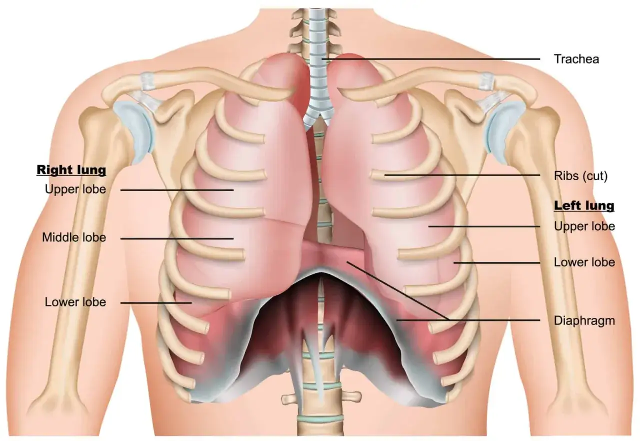 Anatomia klatki piersiowej z płucami, tchawicą i przeponą. Kluczowe dla torakochirurgii.