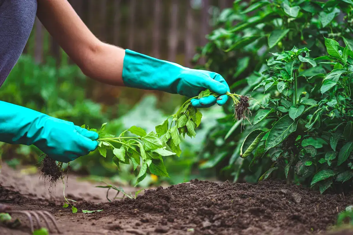 Manos enguantadas trasplantan plántulas, buscando alternativas al glifosato para un jardín saludable.