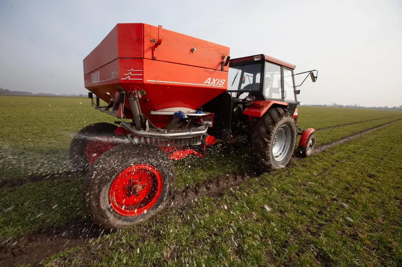 Czerwony traktor z rozsiewaczem na polu, który rozprowadza saletrzak.