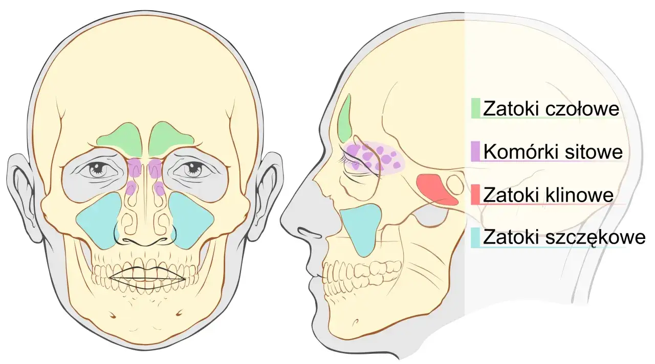 Ilustracja przedstawia budowę zatok przynosowych. Zrozumienie ich lokalizacji pomaga w diagnozowaniu zapalenia zatok objawy.