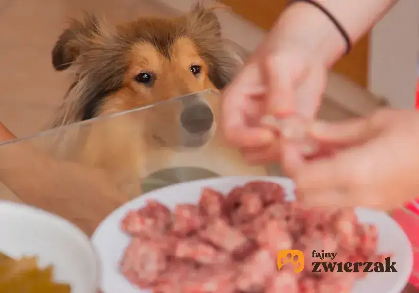 Zdjęcie Od kiedy surowe mięso dla psa? Bezpieczne wprowadzenie do diety