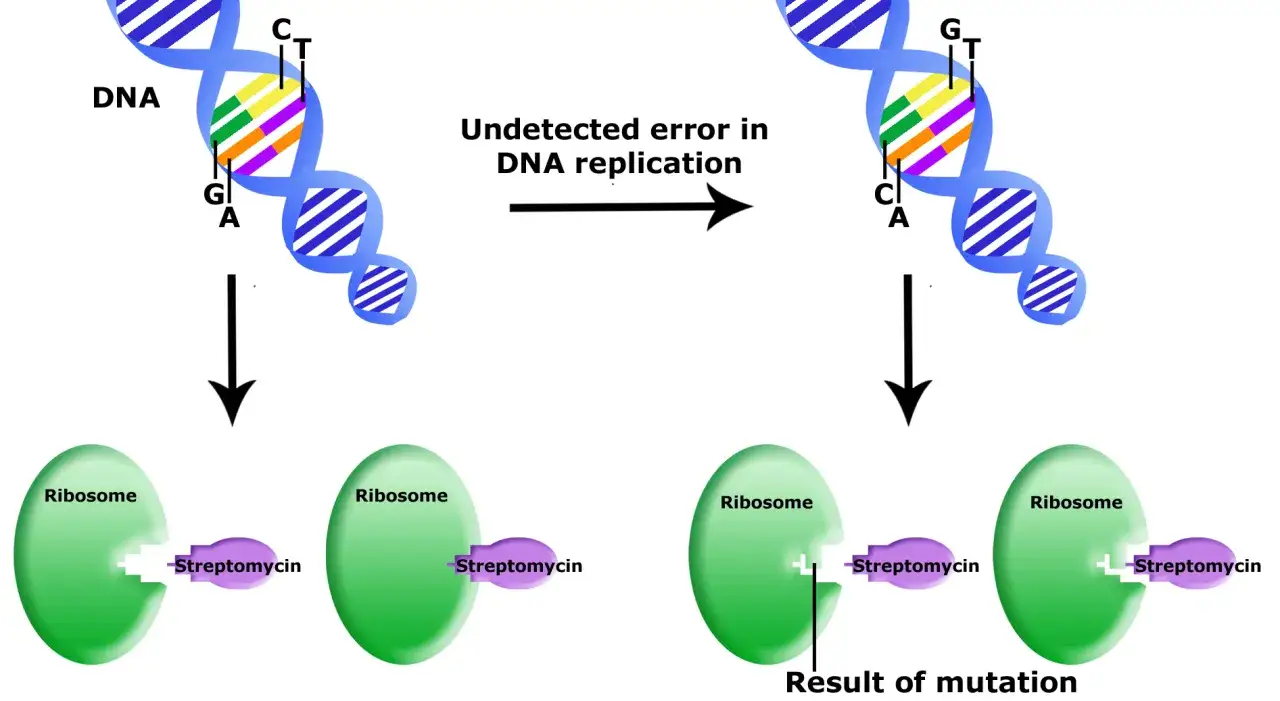 Un error en la replicación del ADN crea un mutante. El ribosoma, que normalmente se une a la estreptomicina, ahora no puede hacerlo.