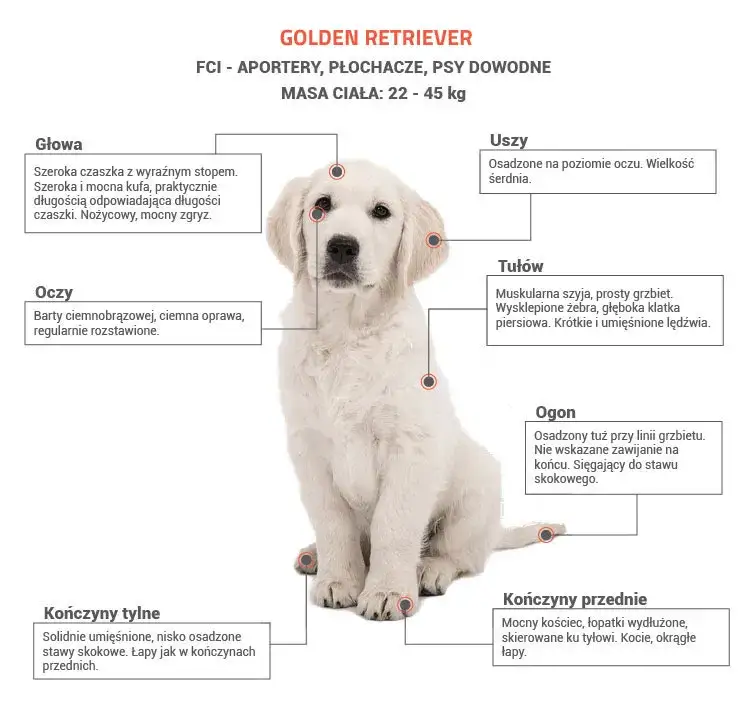 Golden retriever budowa sierści podszerstek włos okrywowy schemat