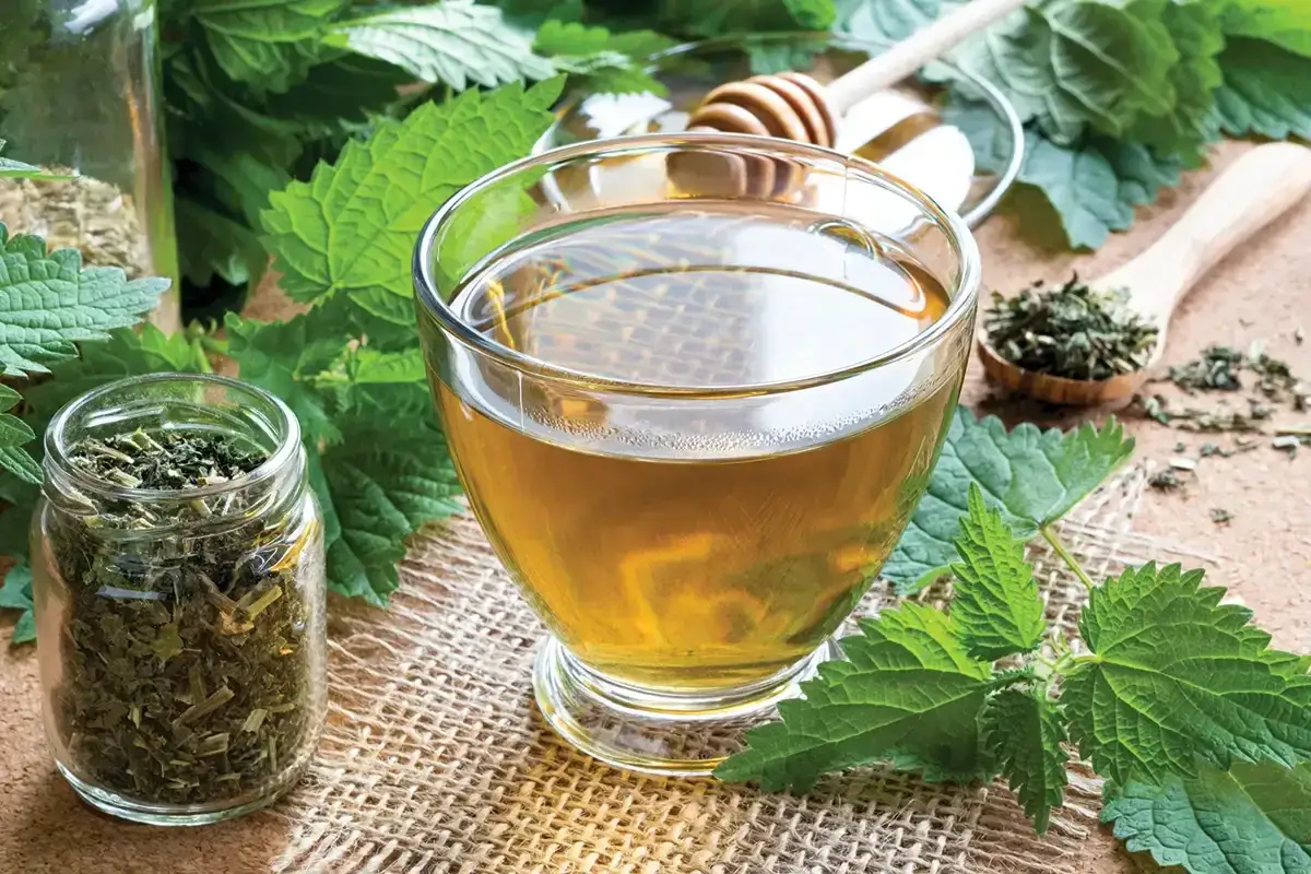 Une tasse de tisane pour anémie, entourée de feuilles d'ortie fraîche et de plantes séchées.