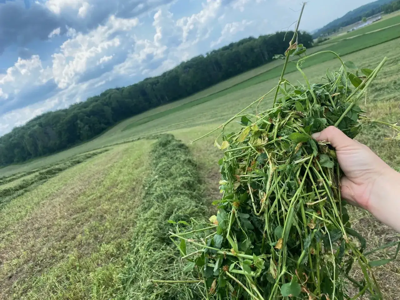 Handful of freshly cut summer forage crops, with rows of cut hay in a field under a cloudy sky.
