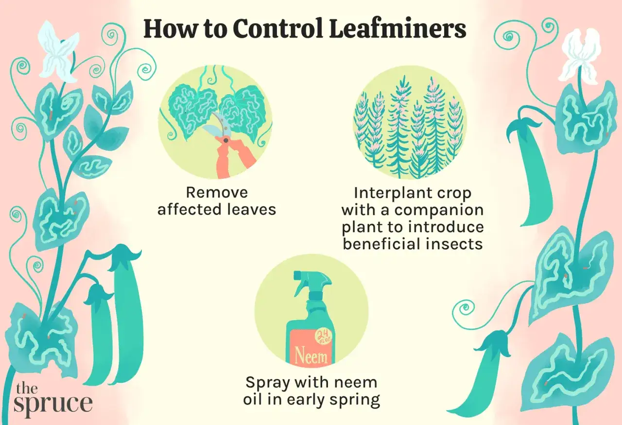 Illustrazione su come controllare i parassiti delle piante: rimuovere foglie, consociare piante e usare olio di neem.